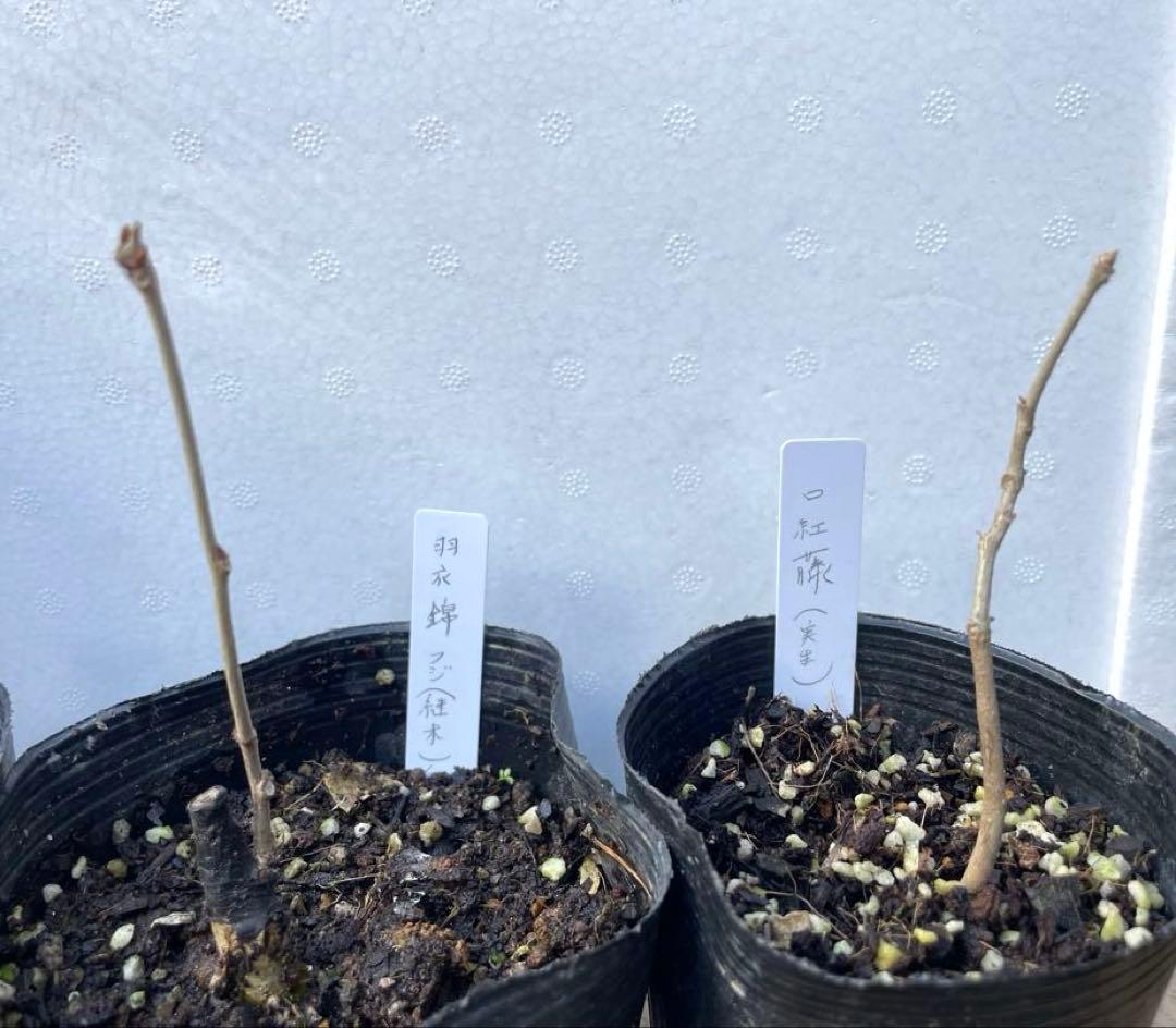 【BI】 藤ともみじ 8品