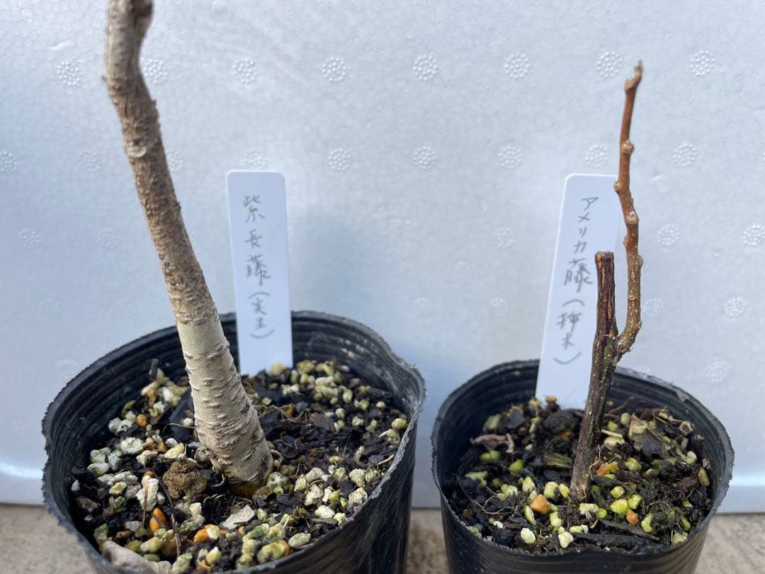 【BI】 藤ともみじ 8品