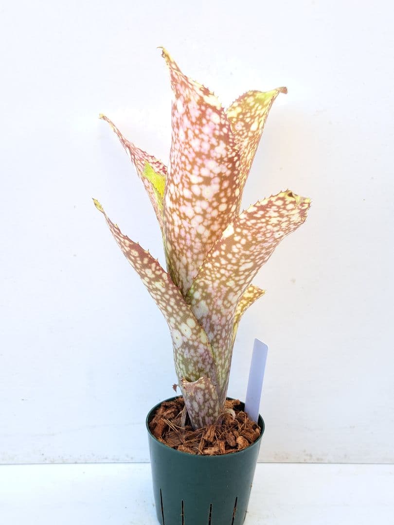 ビルベルギア サーフライダー 抜き苗 速達便 タンクブロメリア