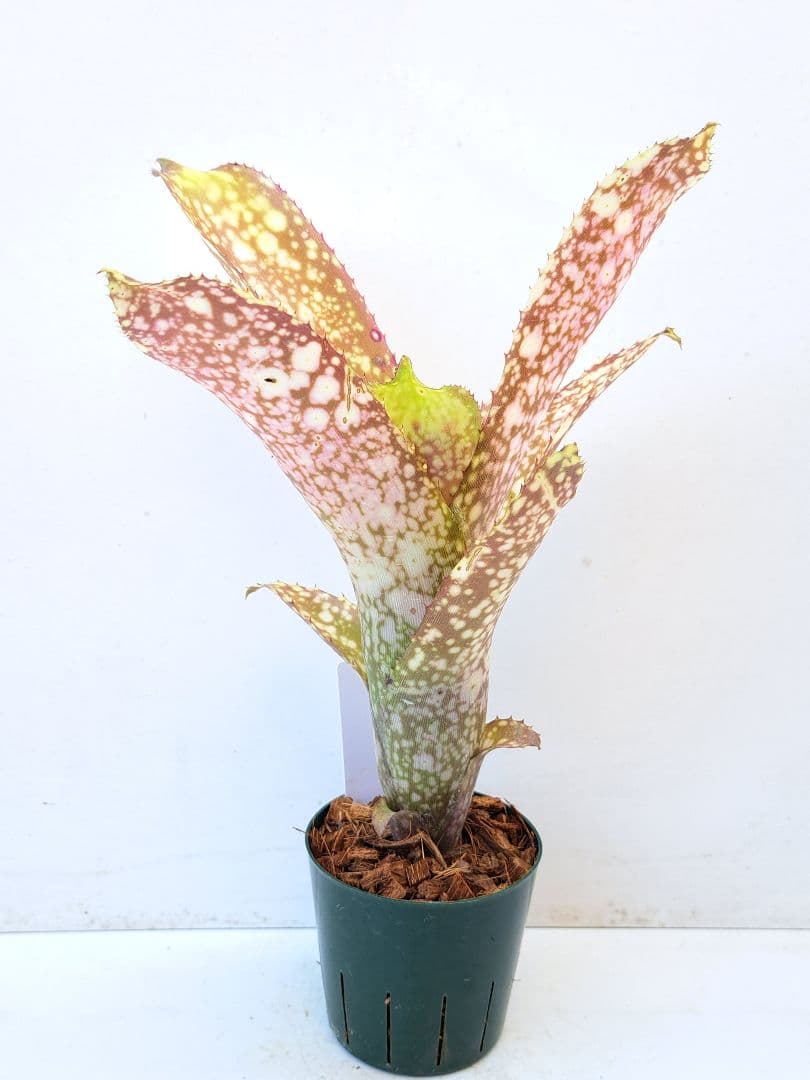 ビルベルギア サーフライダー 抜き苗 速達便 タンクブロメリア