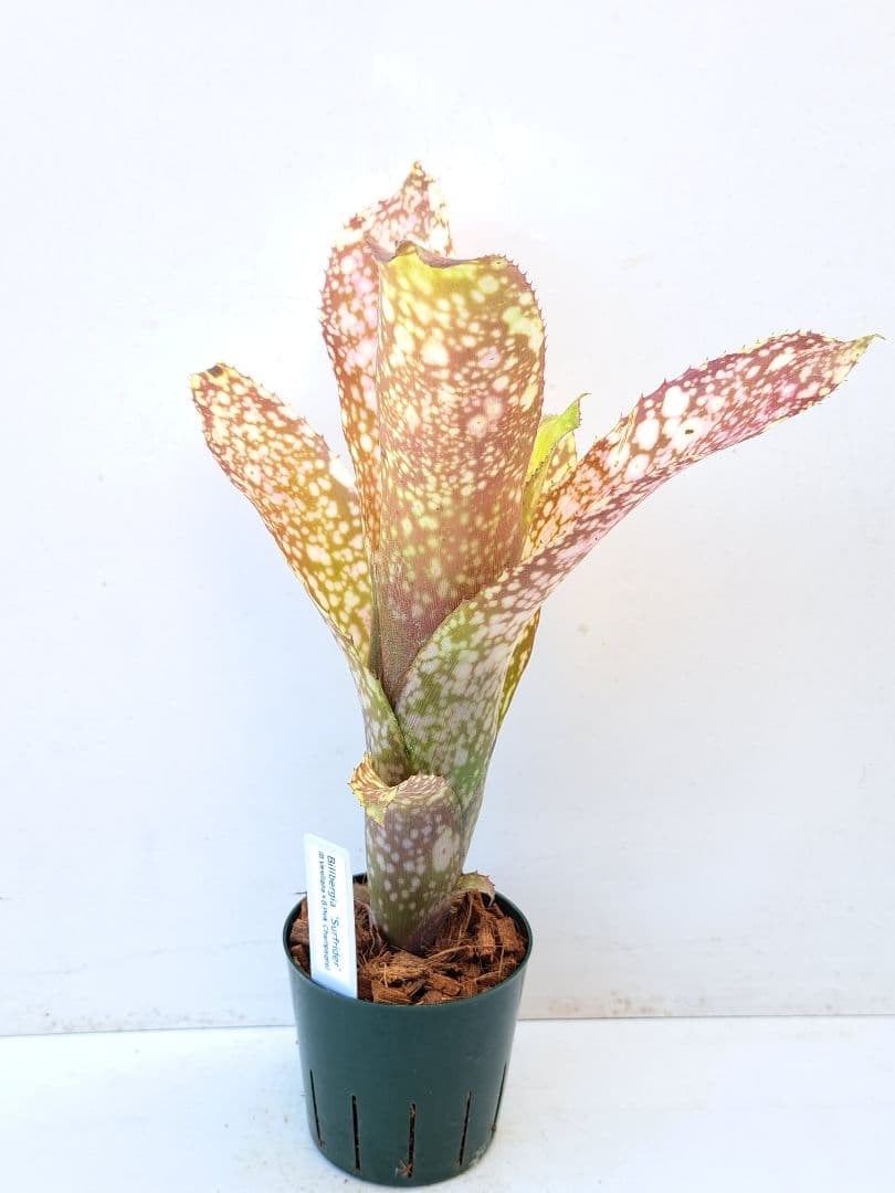 ビルベルギア サーフライダー 抜き苗 速達便 タンクブロメリア