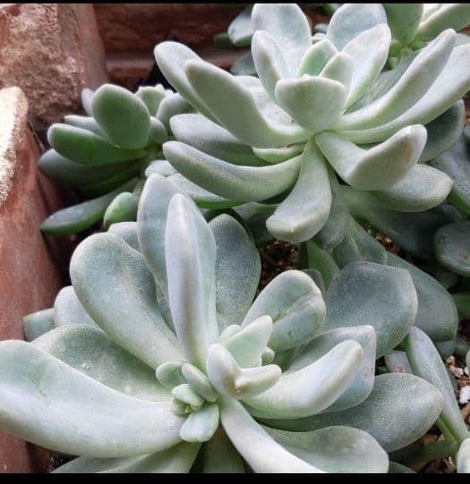 多肉　食べると健康になる石連花♪