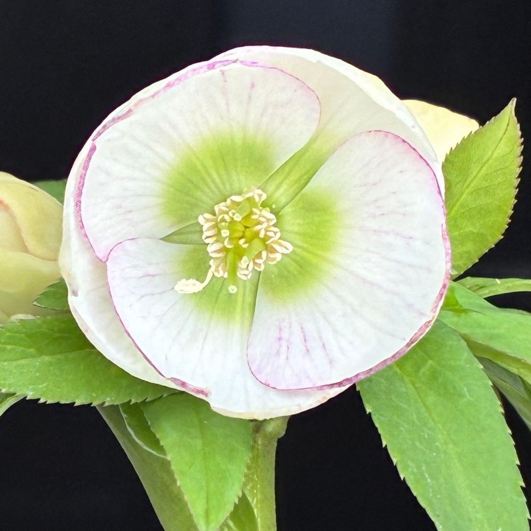 ぴ*ん様 3441☘️花、タグ付☘️プチドール⭐️超小輪⭐️超コンパクト⭐️繊細