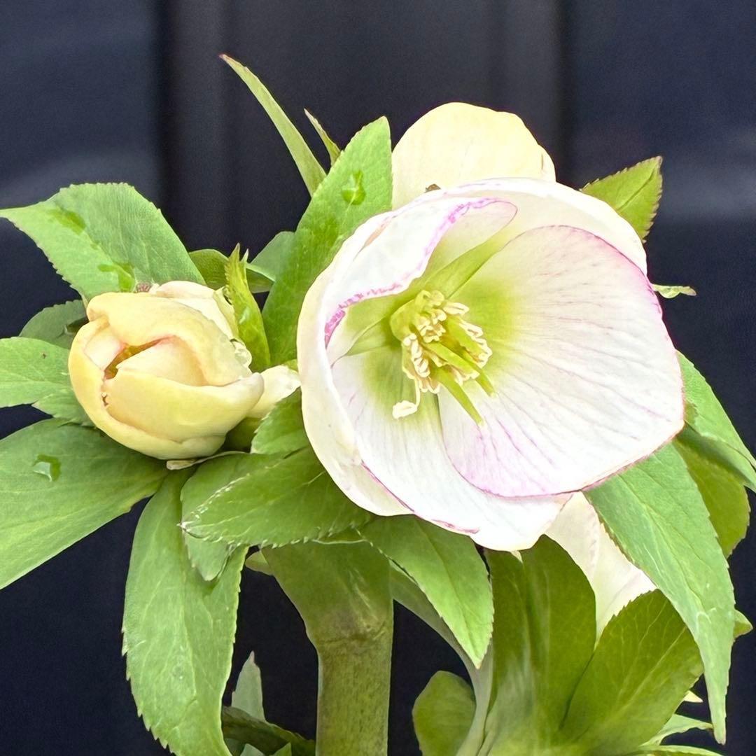 ぴ*ん様 3441☘️花、タグ付☘️プチドール⭐️超小輪⭐️超コンパクト⭐️繊細