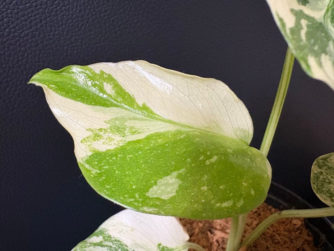 Monstera Deliciosa Legacy モンステラ　レガシー　斑入り