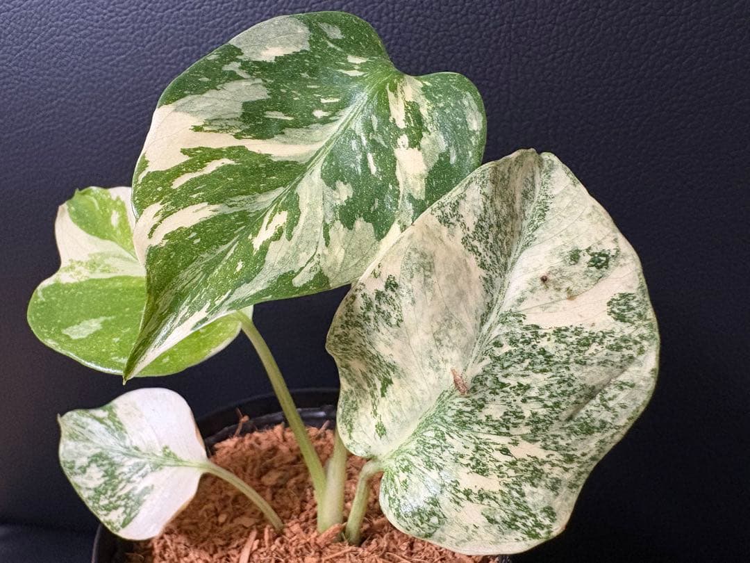 Monstera Deliciosa Legacy モンステラ　レガシー　斑入り