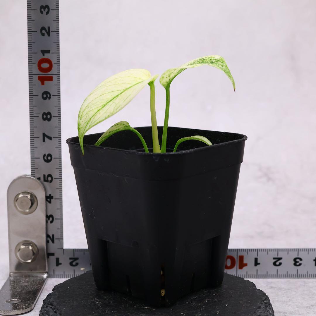 モンステラ ボルシギアナ フルミント