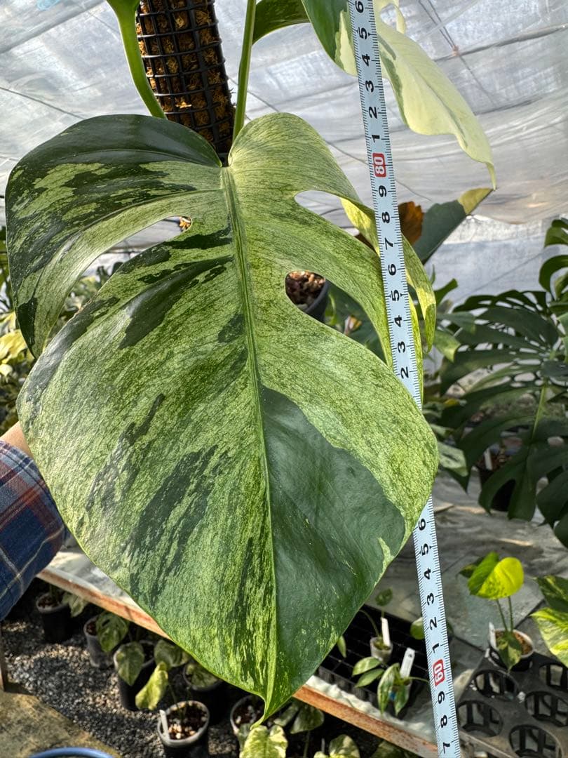 1モンステラ　ボルギシアナ　ミント　健康株　美斑入り