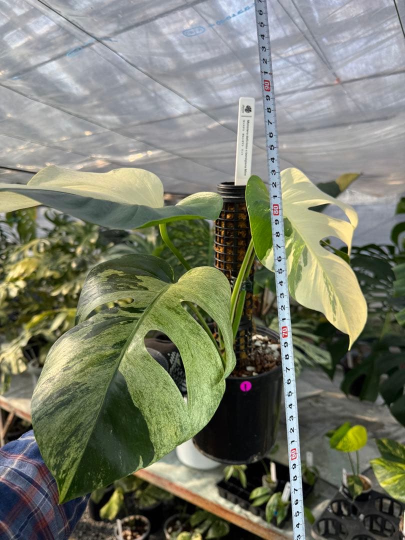 1モンステラ　ボルギシアナ　ミント　健康株　美斑入り