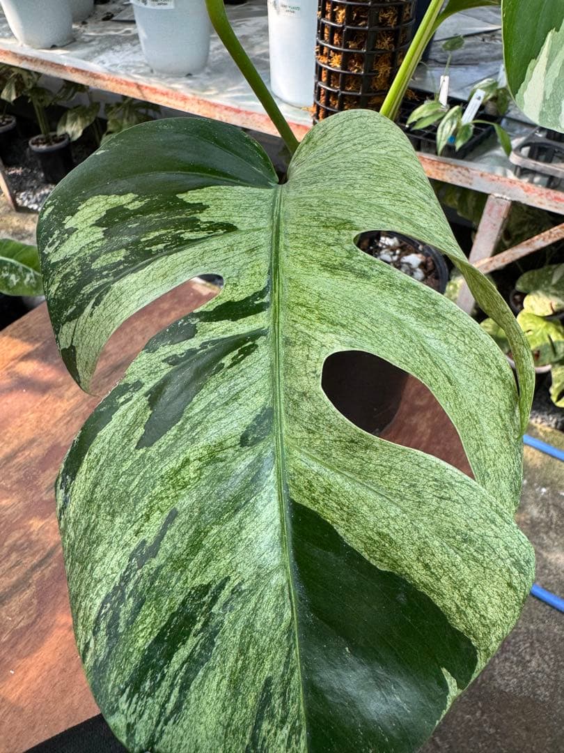 1モンステラ　ボルギシアナ　ミント　健康株　美斑入り