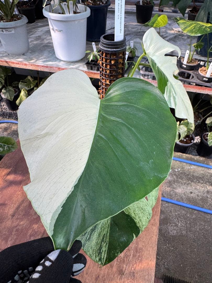 1モンステラ　ボルギシアナ　ミント　健康株　美斑入り