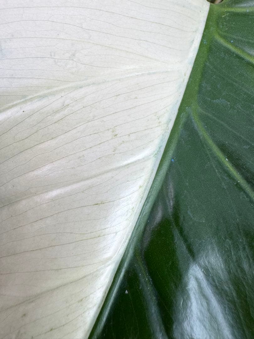 1モンステラ　ボルギシアナ　ミント　健康株　美斑入り