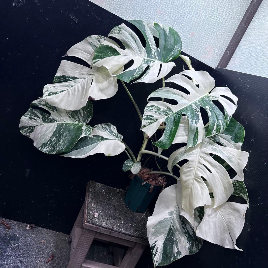 j*フ様 斑入りモンステラ ホワイトタイガー極美大株65cm白斑多