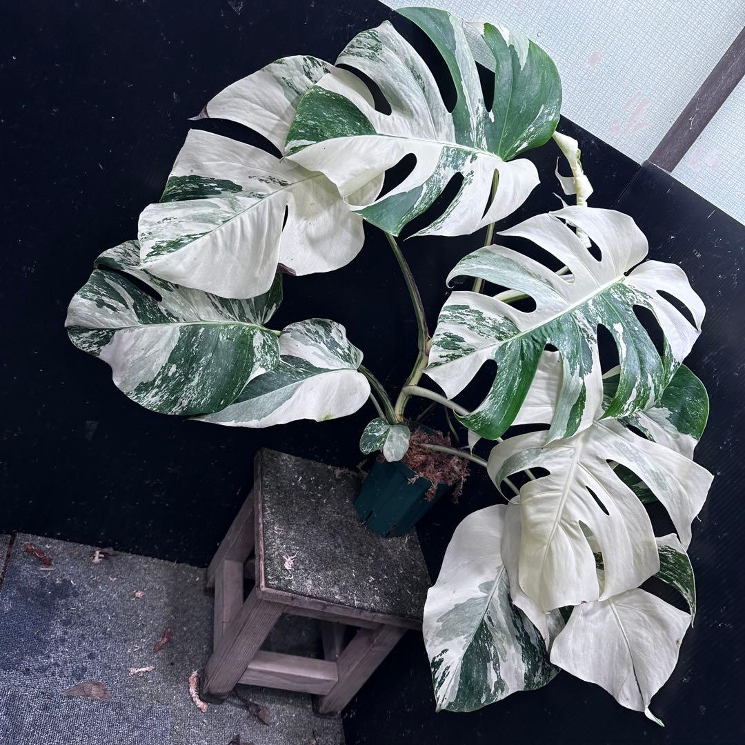 j*フ様 斑入りモンステラ ホワイトタイガー極美大株65cm白斑多