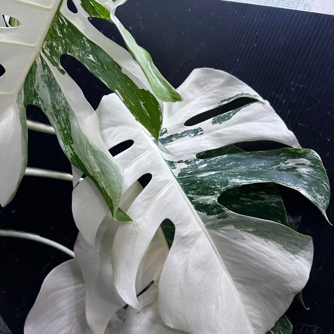 j*フ様 斑入りモンステラ ホワイトタイガー極美大株65cm白斑多