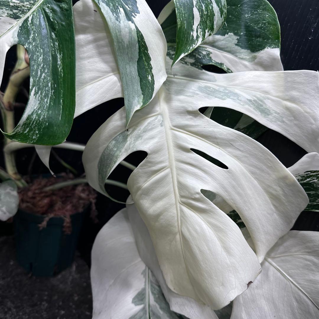 j*フ様 斑入りモンステラ ホワイトタイガー極美大株65cm白斑多