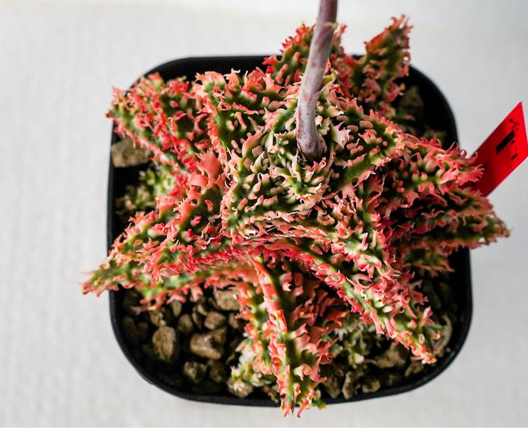 天*無様 アロエハイブリッド　TCT 燎