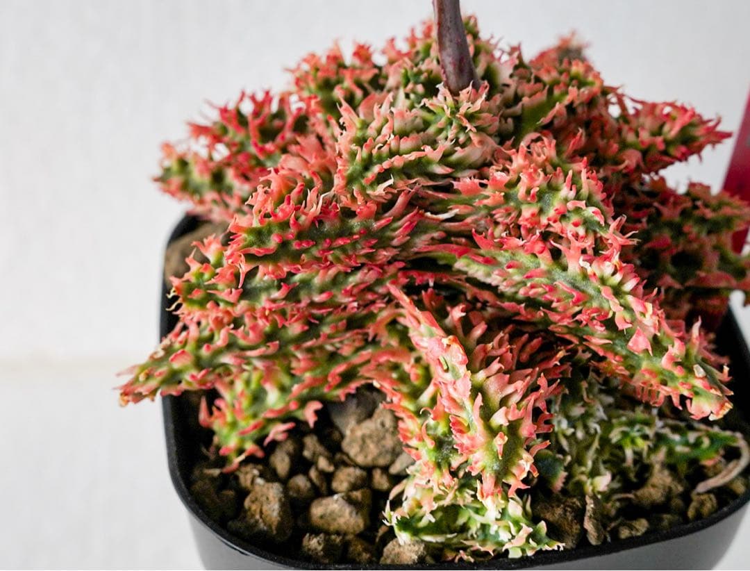 天*無様 アロエハイブリッド　TCT 燎