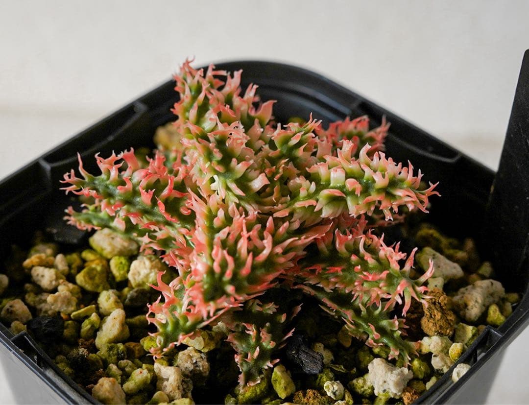 天*無様 アロエハイブリッド　TCT 燎