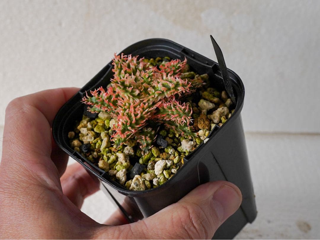 天*無様 アロエハイブリッド　TCT 燎