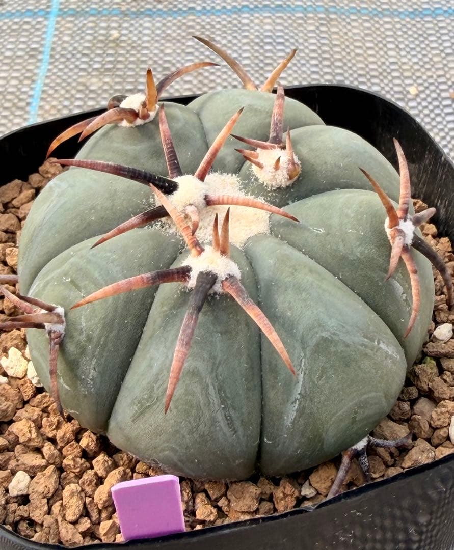 エキノカクタス　雷帝