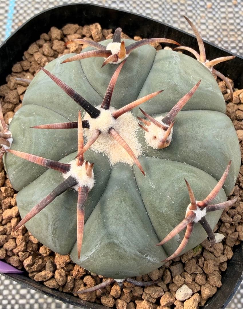 エキノカクタス　雷帝