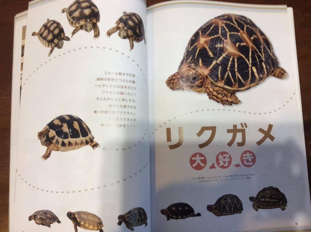 レプタイルズ Fan Vol.1〜5 全5冊 まとめ売り コスミック出版