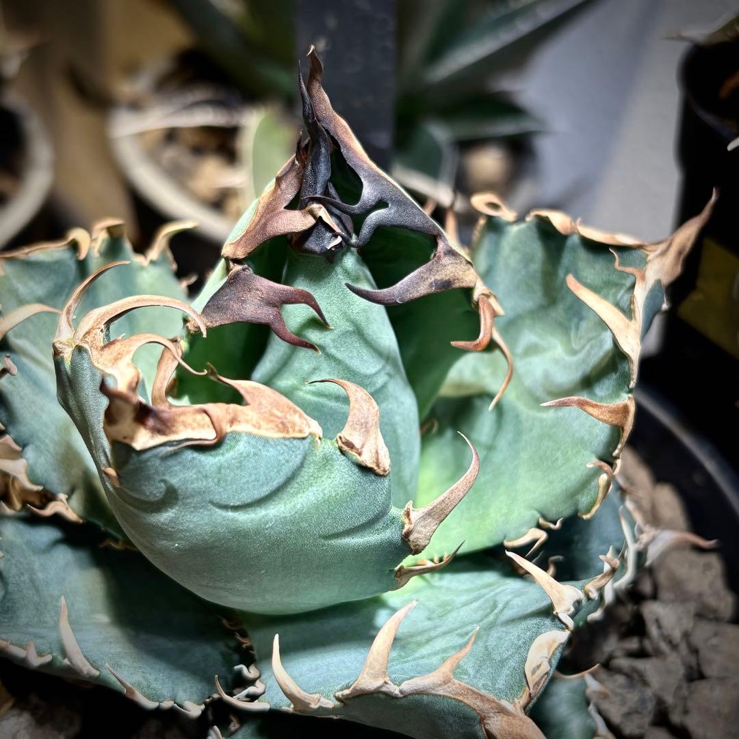 アガベ メキシコ産種子　オテロイ　実生　選抜