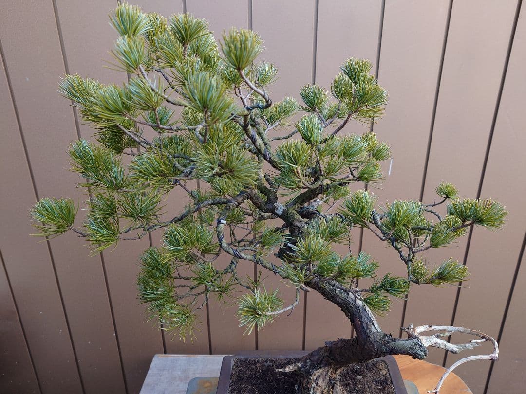 盆栽　五葉松　樹高58cm