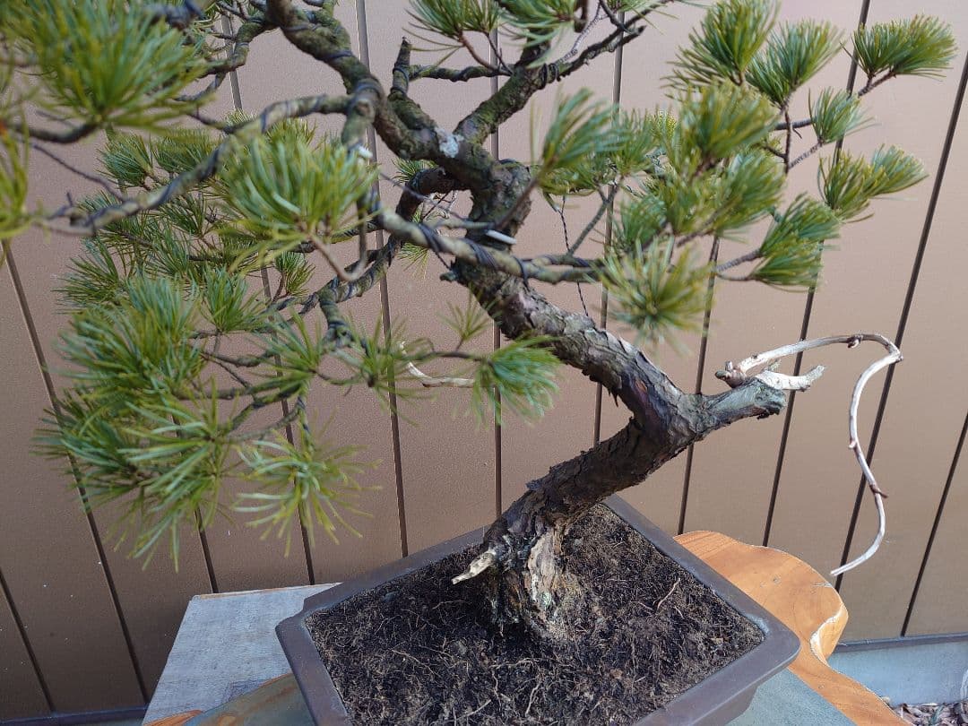 盆栽　五葉松　樹高58cm