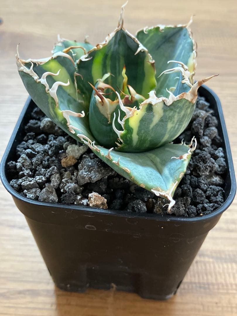 れ*★様 【初売りオークション】118 特大　アガベ　チタノタ　白鯨錦　縞斑　T