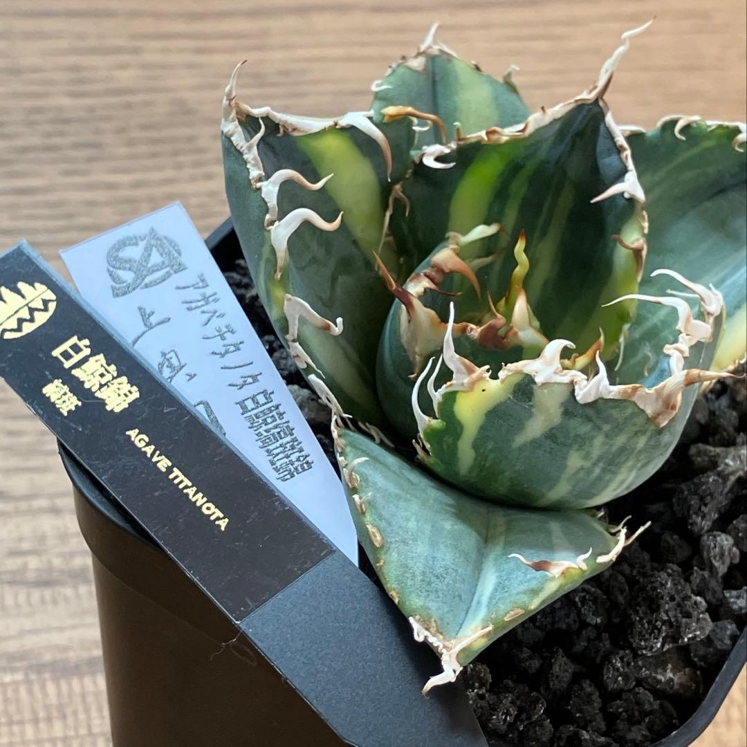 れ*★様 【初売りオークション】118 特大　アガベ　チタノタ　白鯨錦　縞斑　T