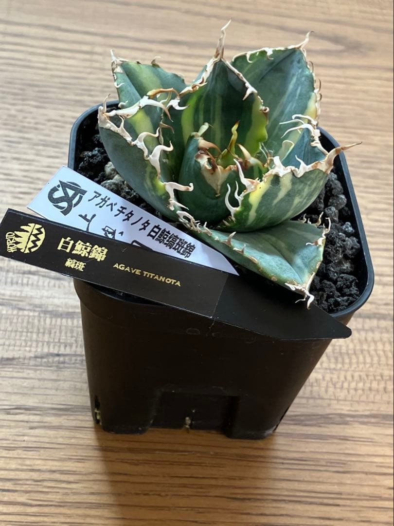 れ*★様 【初売りオークション】118 特大　アガベ　チタノタ　白鯨錦　縞斑　T