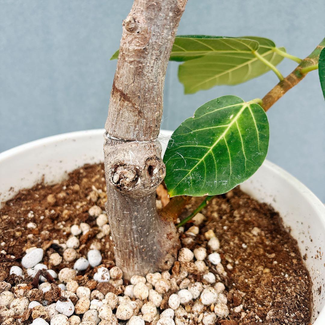 ［現品］【希少】F1 フィカス　グランディス　8号　観葉植物　室内　大型　レア