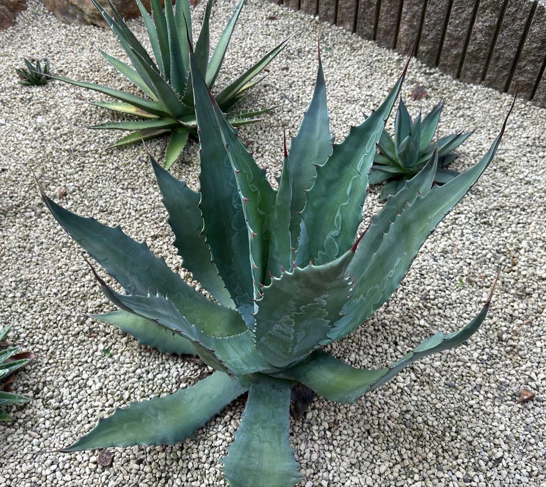 厳選株　アガベ　ワコマヒー　特大株