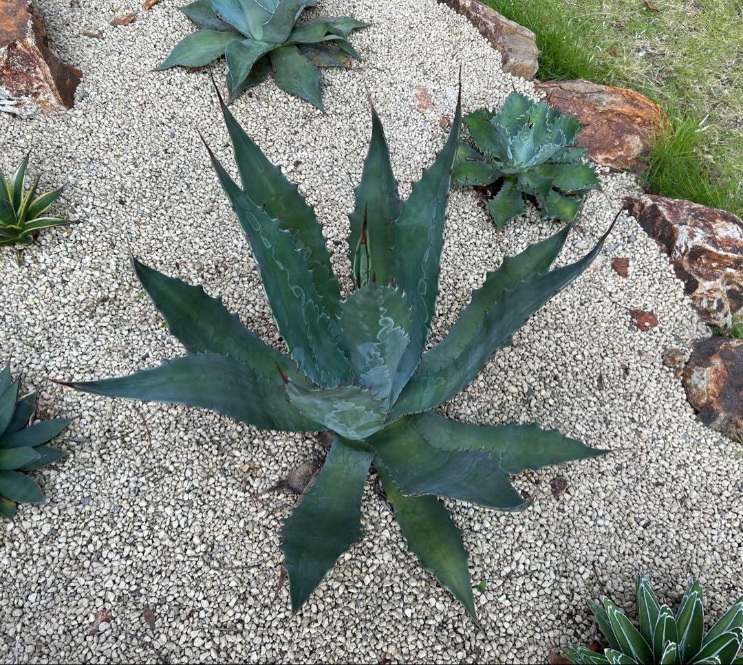 厳選株　アガベ　ワコマヒー　特大株