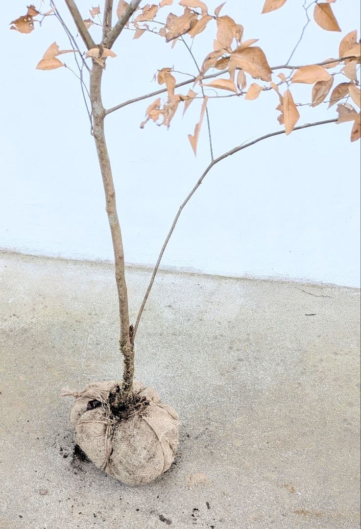 素性優良。山採りヤマコウバシ。