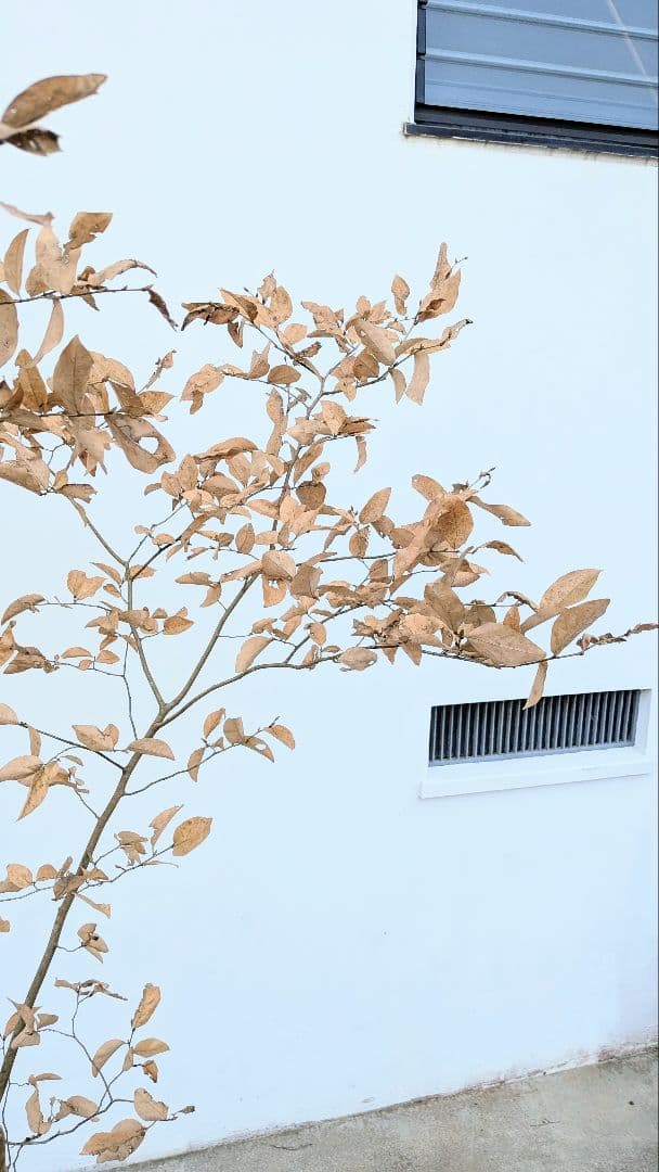 素性優良。山採りヤマコウバシ。