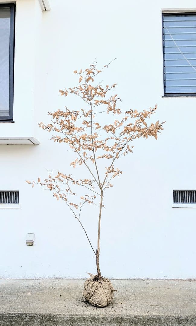 素性優良。山採りヤマコウバシ。