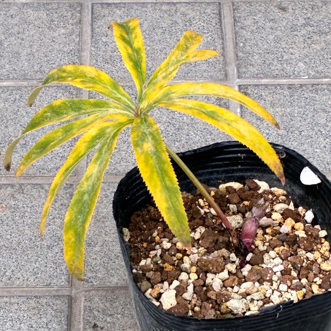 の*ん様 ☘️蕾付き☘️3377⭐️極上⭐️小輪⭐️芳香⭐️ノスタルジア系⭐️オ