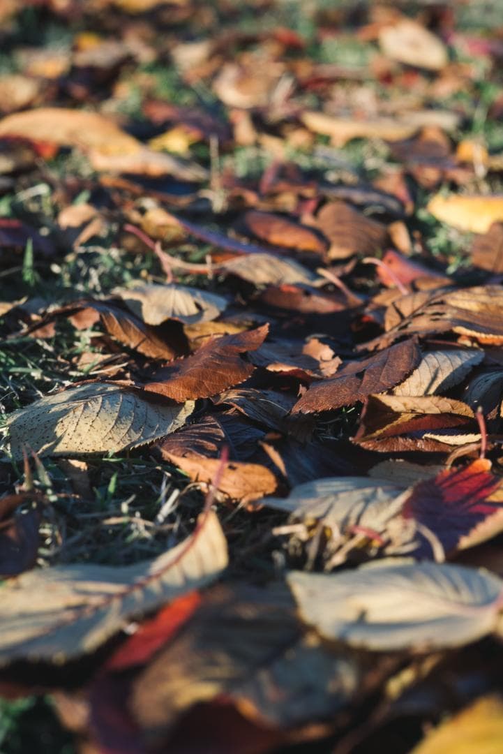 訳ありSALE！Leica Summicron 50mm 1st 沈胴