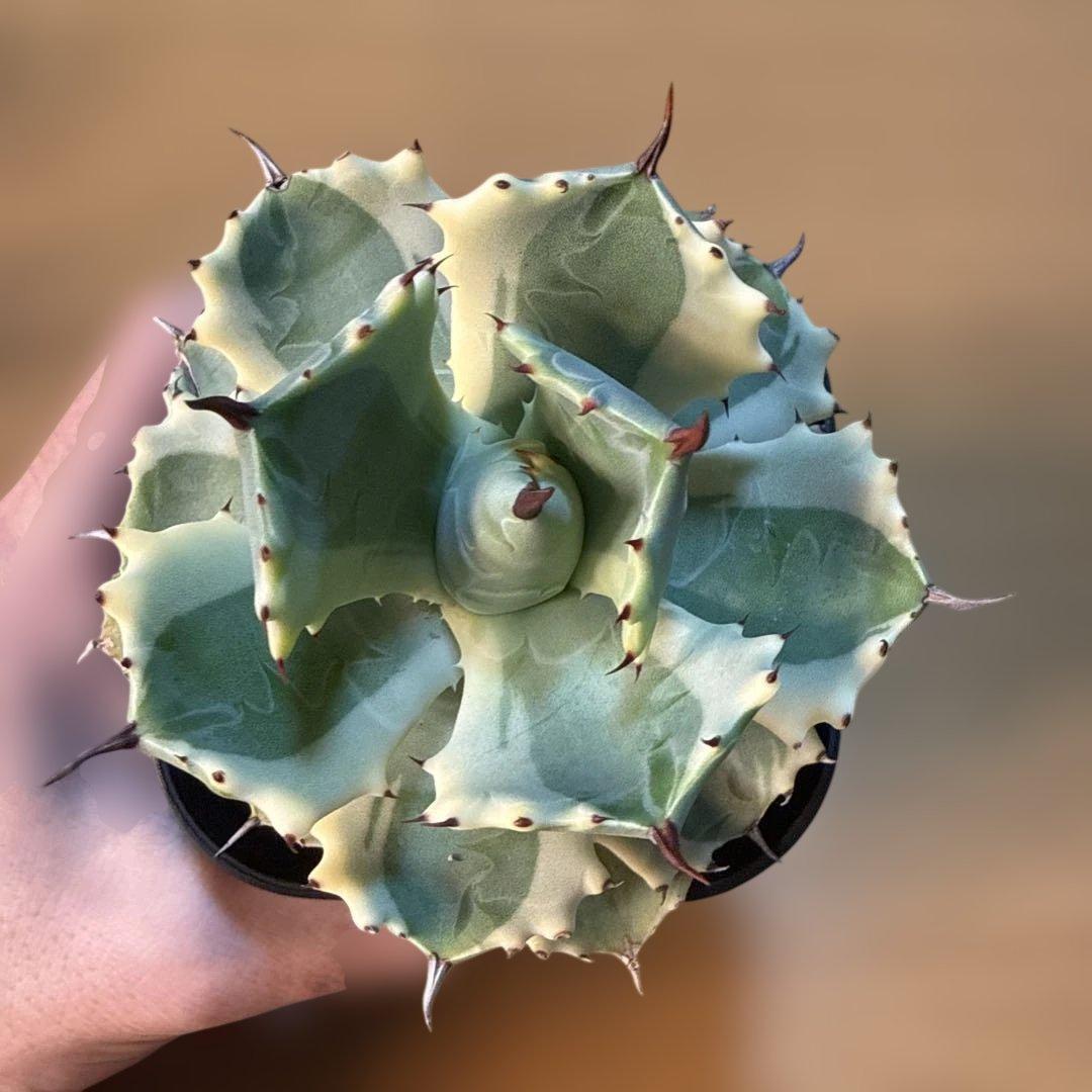 【極上】アガベ アトミックゴールド プレステラ105 極上ペンキ 赤棘