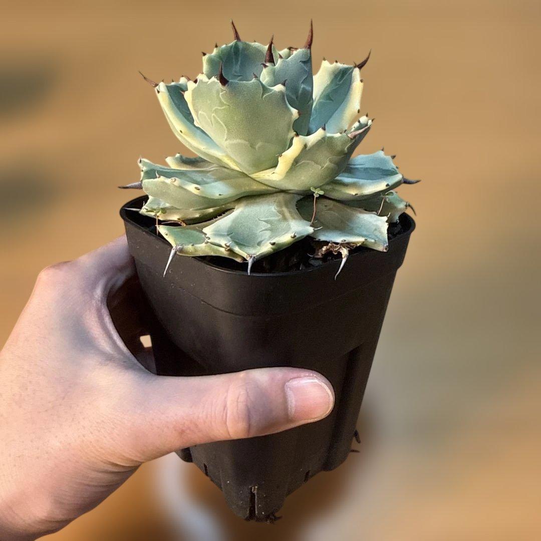 【極上】アガベ アトミックゴールド プレステラ105 極上ペンキ 赤棘