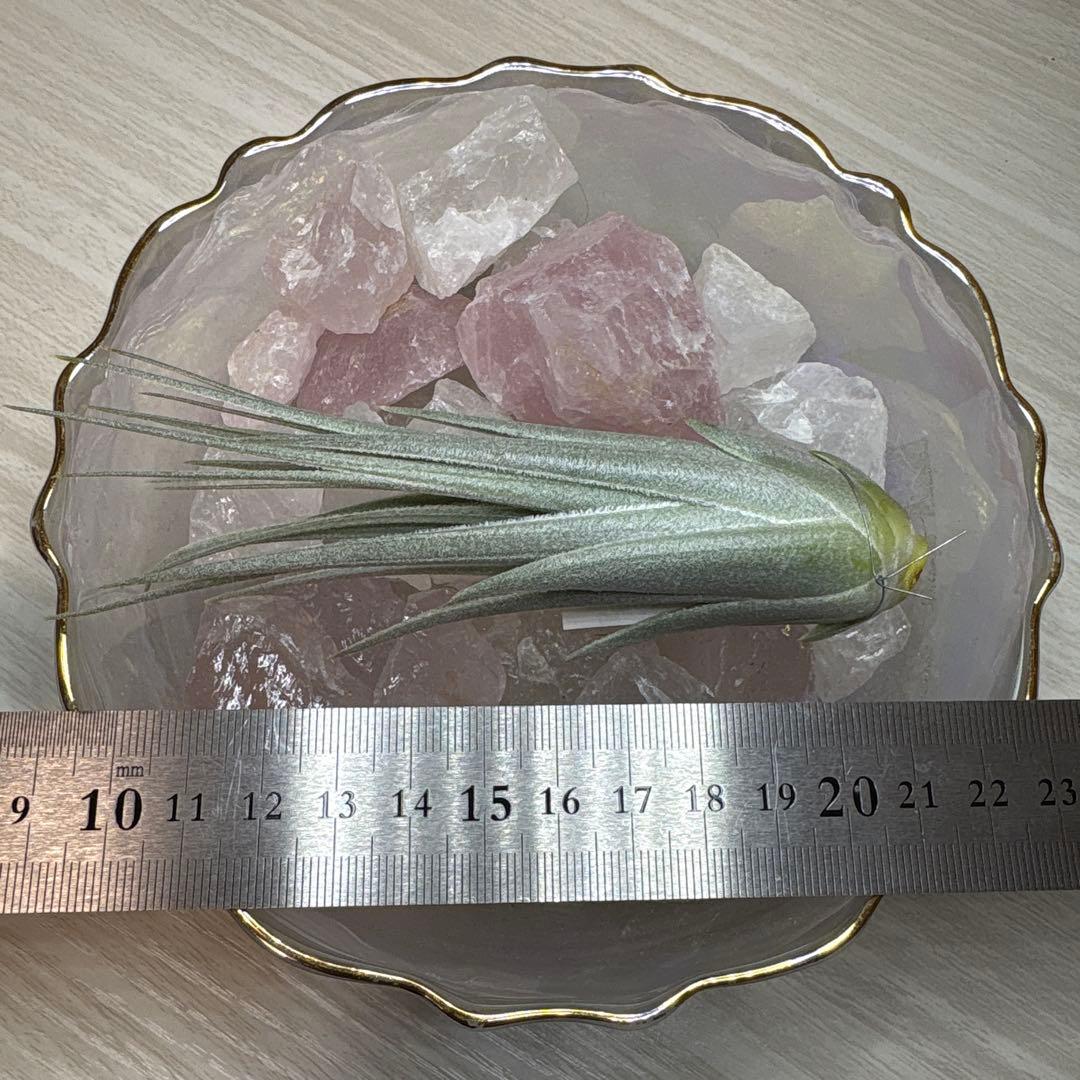 ブロメリア・エアープランツ Tillandsia Chapeuensis