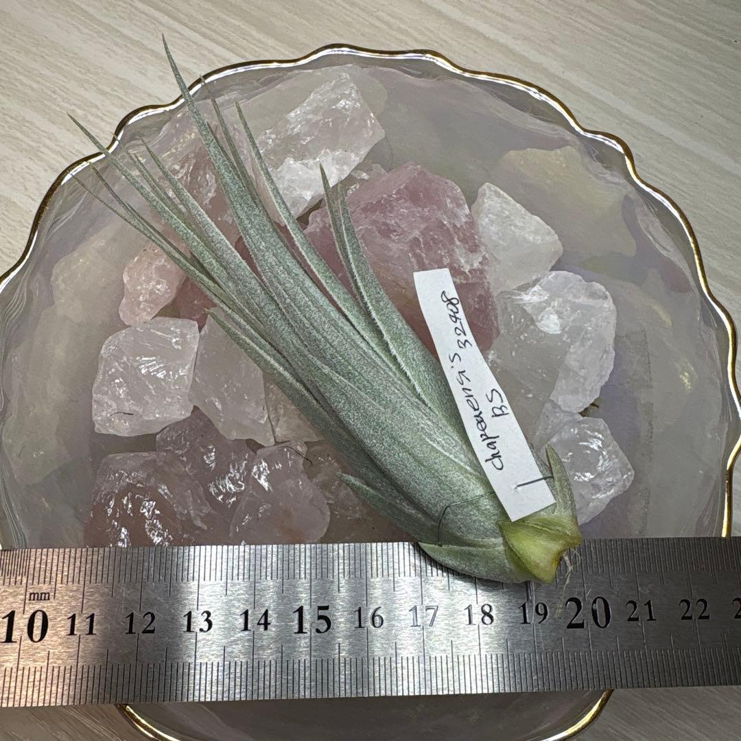 ブロメリア・エアープランツ Tillandsia Chapeuensis