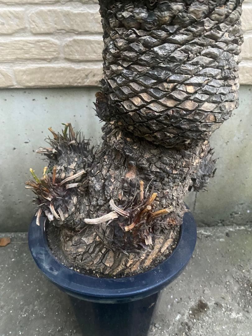 おすすめ！ソテツ　蘇鉄　8号鉢 特殊株　盆栽