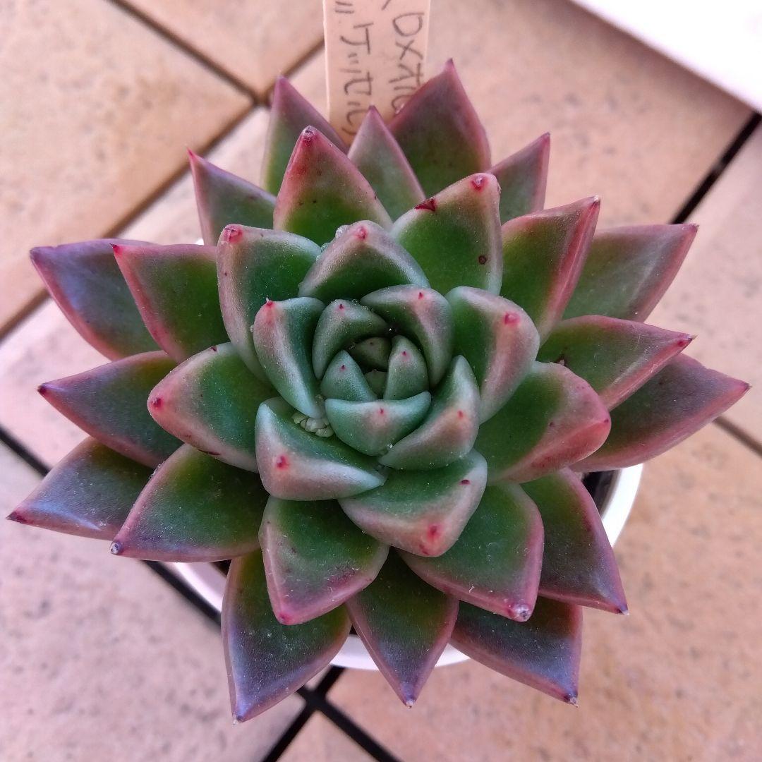 miso苗⭐️ロメオルビン×ケッセルリンゼアナ⭐️ミソさん 多肉 エケベリア