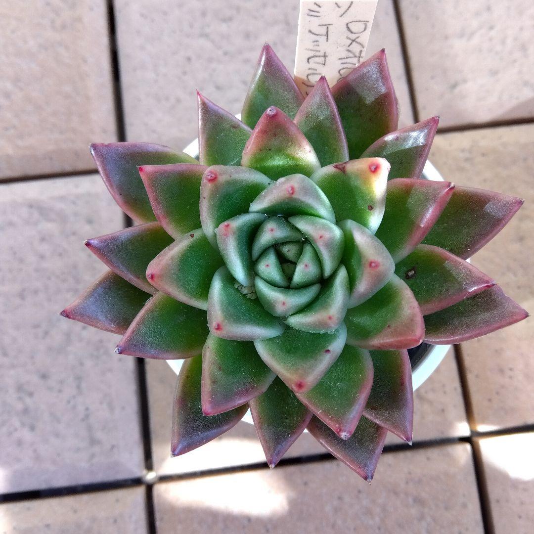 miso苗⭐️ロメオルビン×ケッセルリンゼアナ⭐️ミソさん 多肉 エケベリア