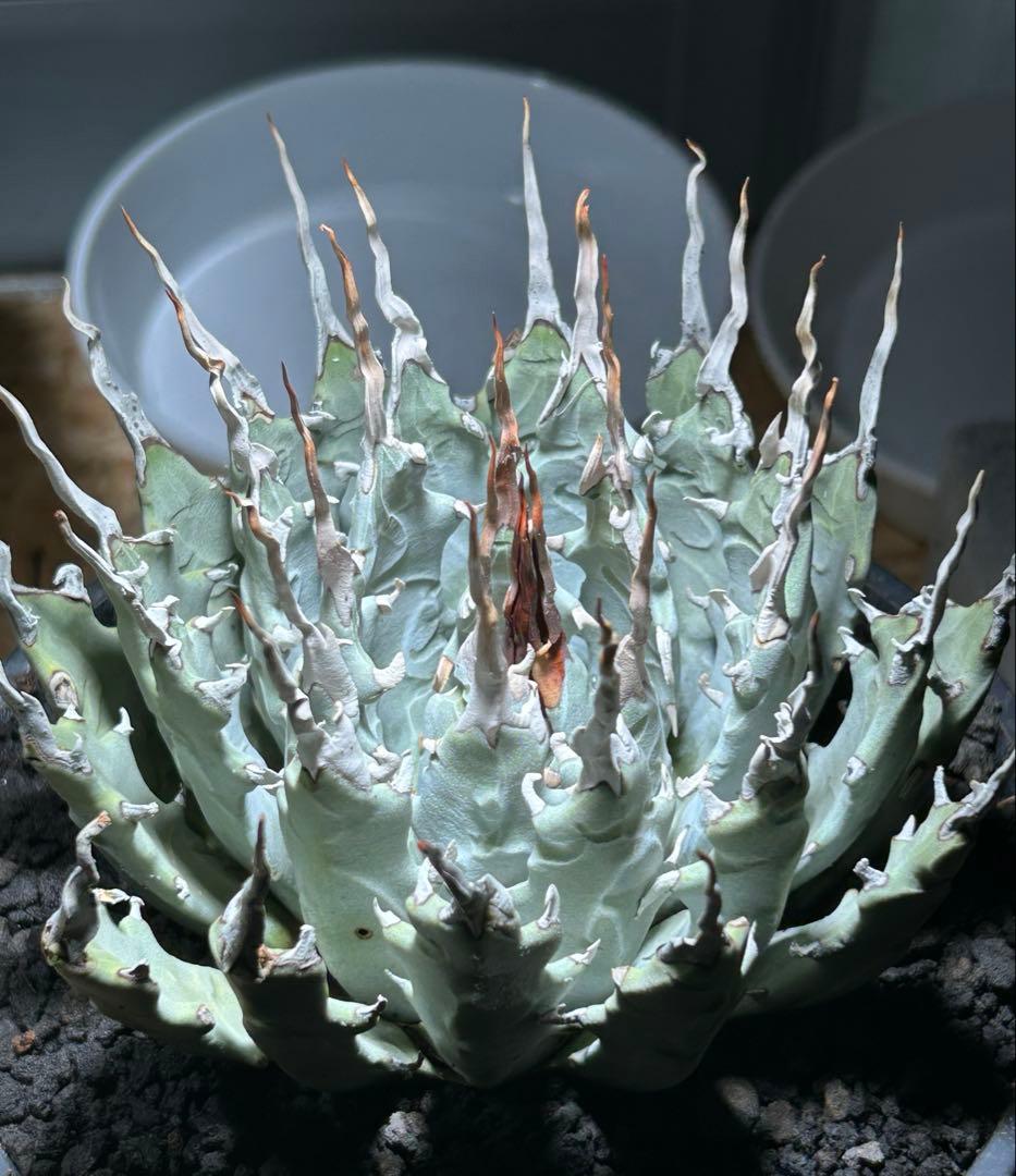 まかいきしアガベutahensis eborispina陽炎 白刺