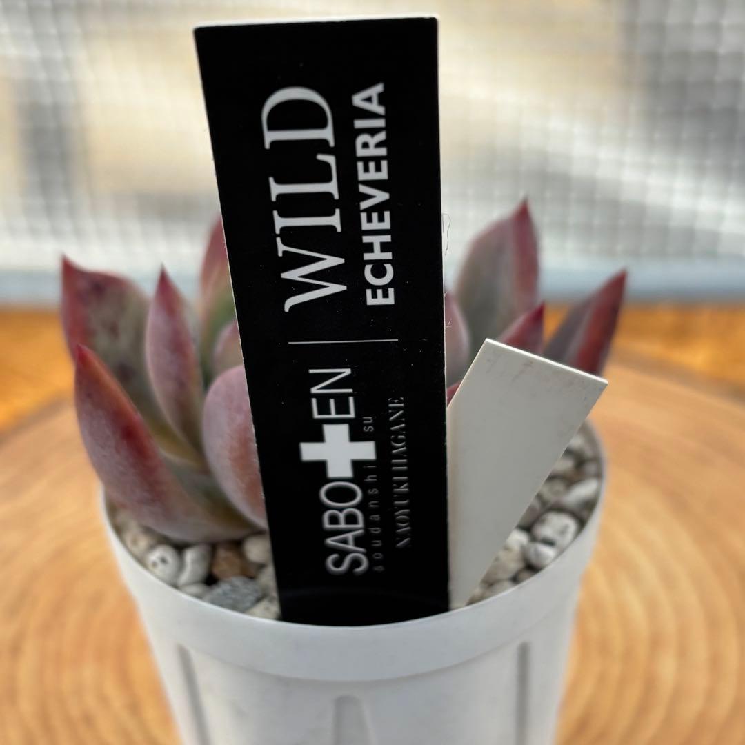 35.【札付き】石田コロラータ×臼田リンゼアナ サボテン相談室 多肉 エケベリア